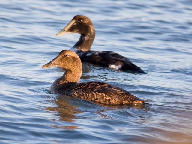 Common Eiders